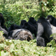 A group of Grauer’s gorillas around the body of a male gorilla encountered in the forest of Kahuzi-Biega National Park.